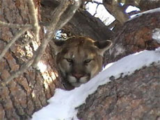 Cougar Hunt With 1st Western Adventures